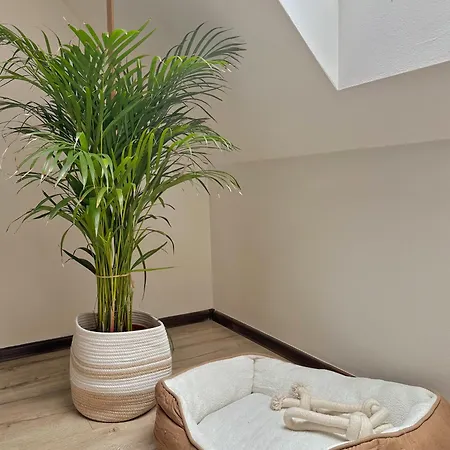 3kk Apartment